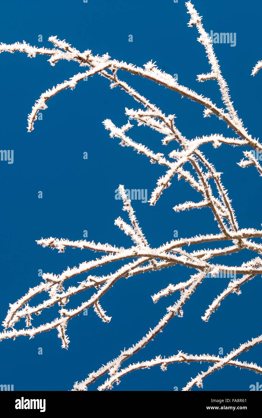 branch covered with snow against blue sky Stock Photo - Alamy