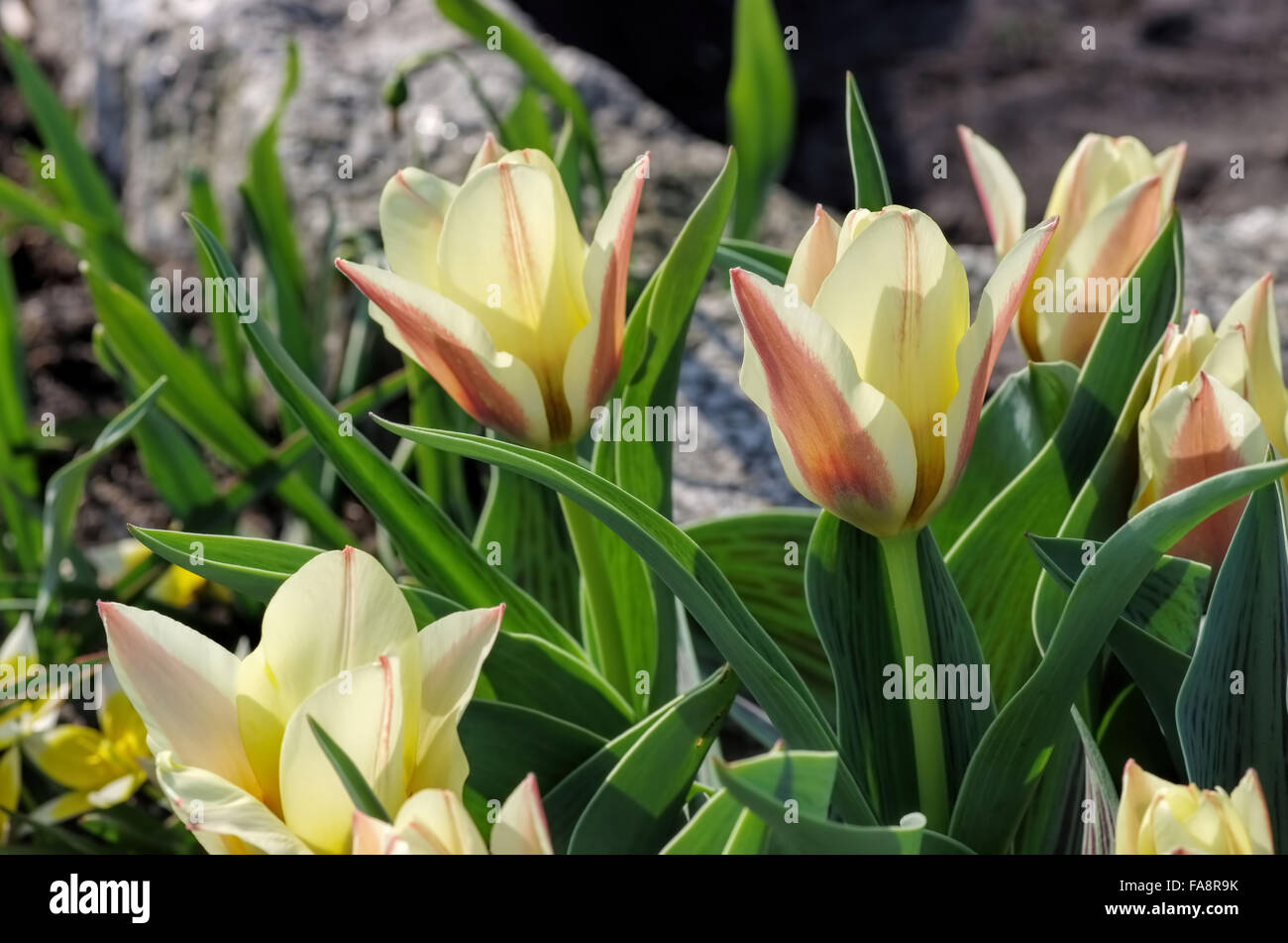 Wildtulpe Hearts Delight  - wild tulip Hearts Delight 01 Stock Photo