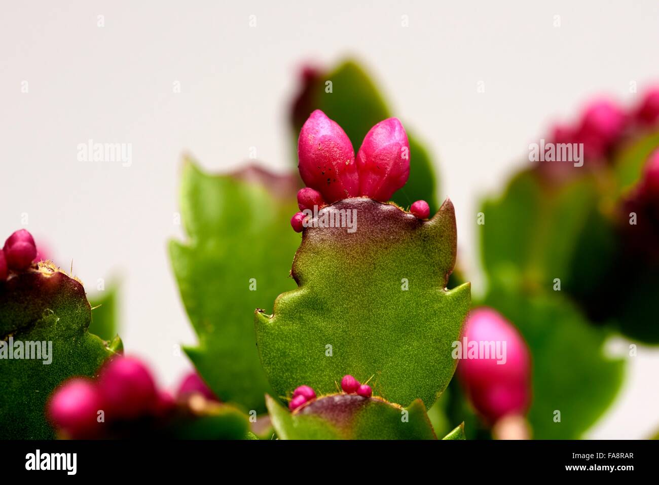 A Christmas cactus plant close up. Magnoliophyta Magnoliopsida Caryophyllales Cactaceae Schlumbergera bridgessii Stock Photo
