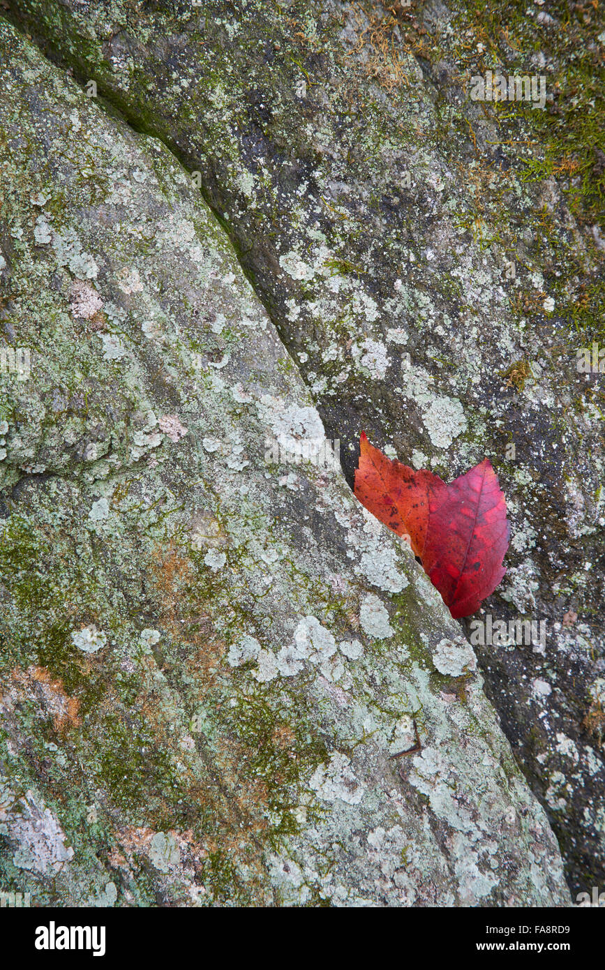 Red autumn leaves stuck in moss covered schist near Kilgore Falls in  Harford County, Maryland Stock Photo - Alamy