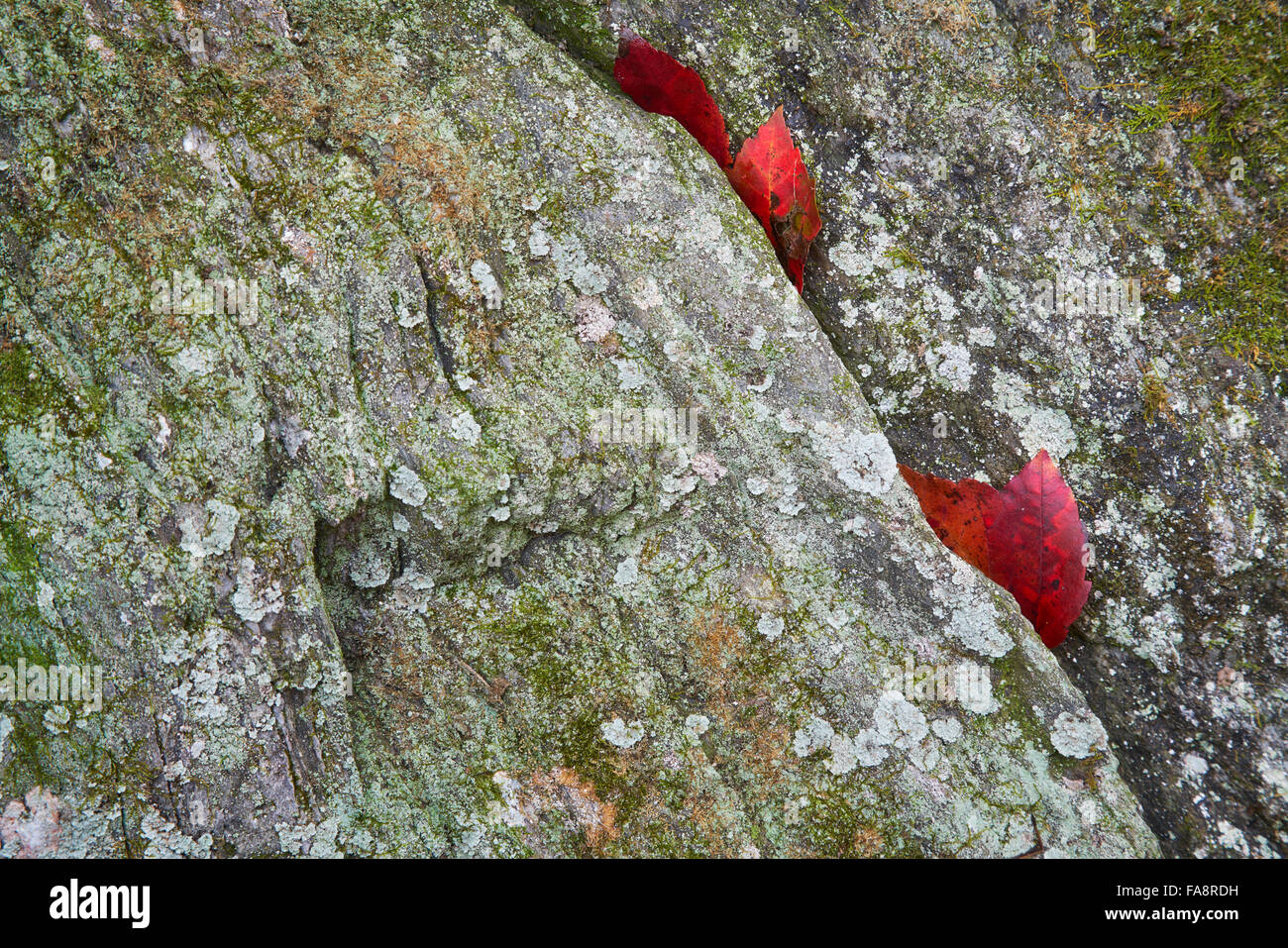 Red autumn leaves stuck in moss covered schist near Kilgore Falls in Harford County, Maryland Stock Photo