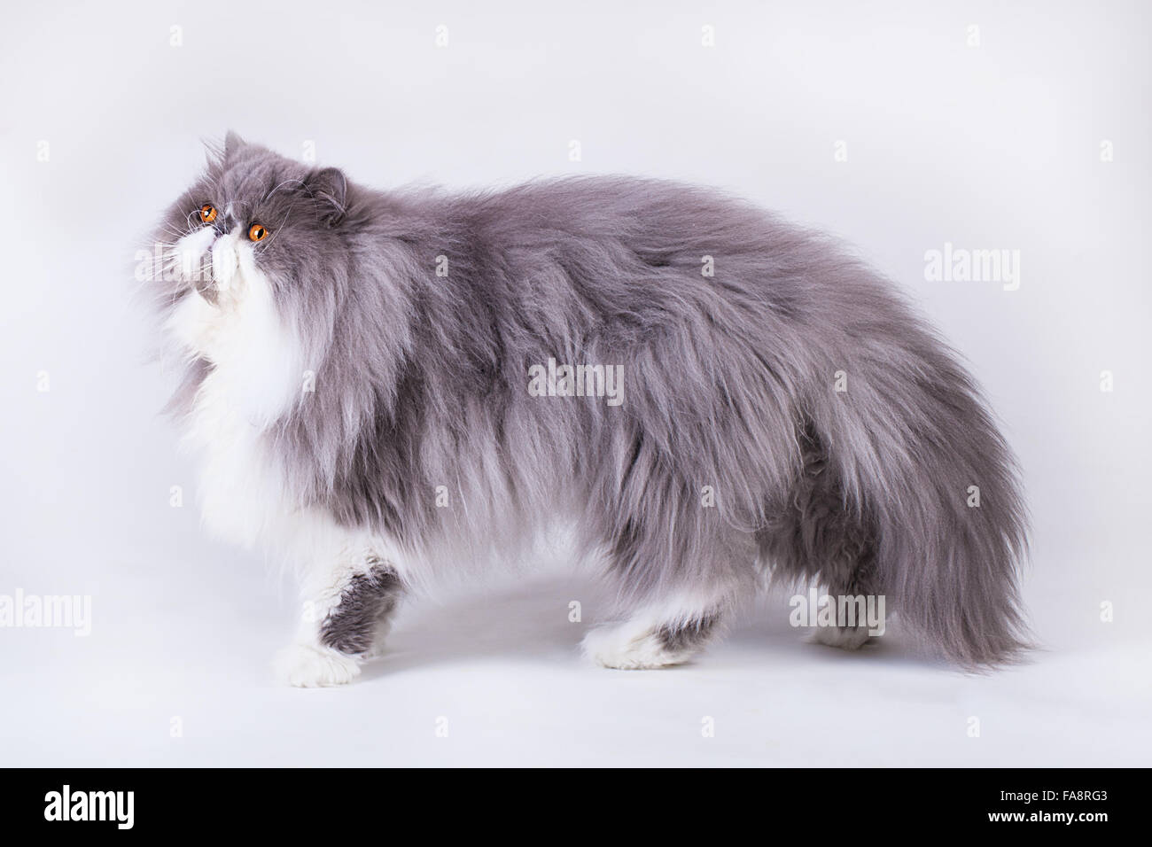 Bicolor persian kittens for cheap sale