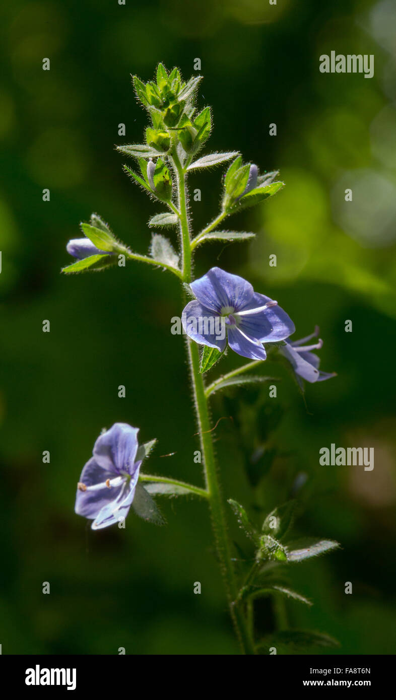 Flowering Bird's-eye speedwell plant close up against sun in spring Stock Photo