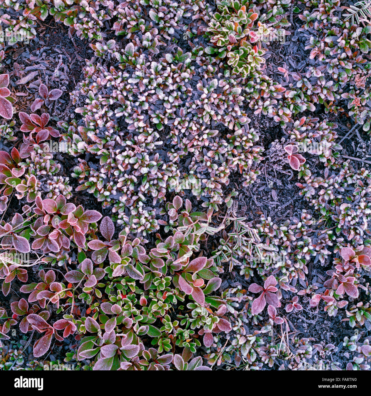 Fall ground cover hi-res stock photography and images - Alamy