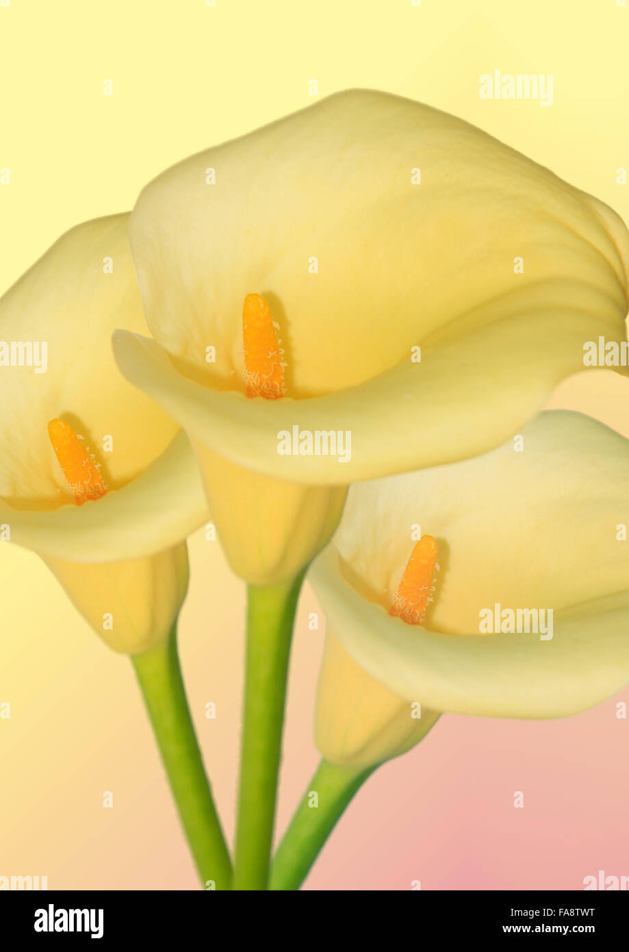 three arum lilies on yellow background Stock Photo