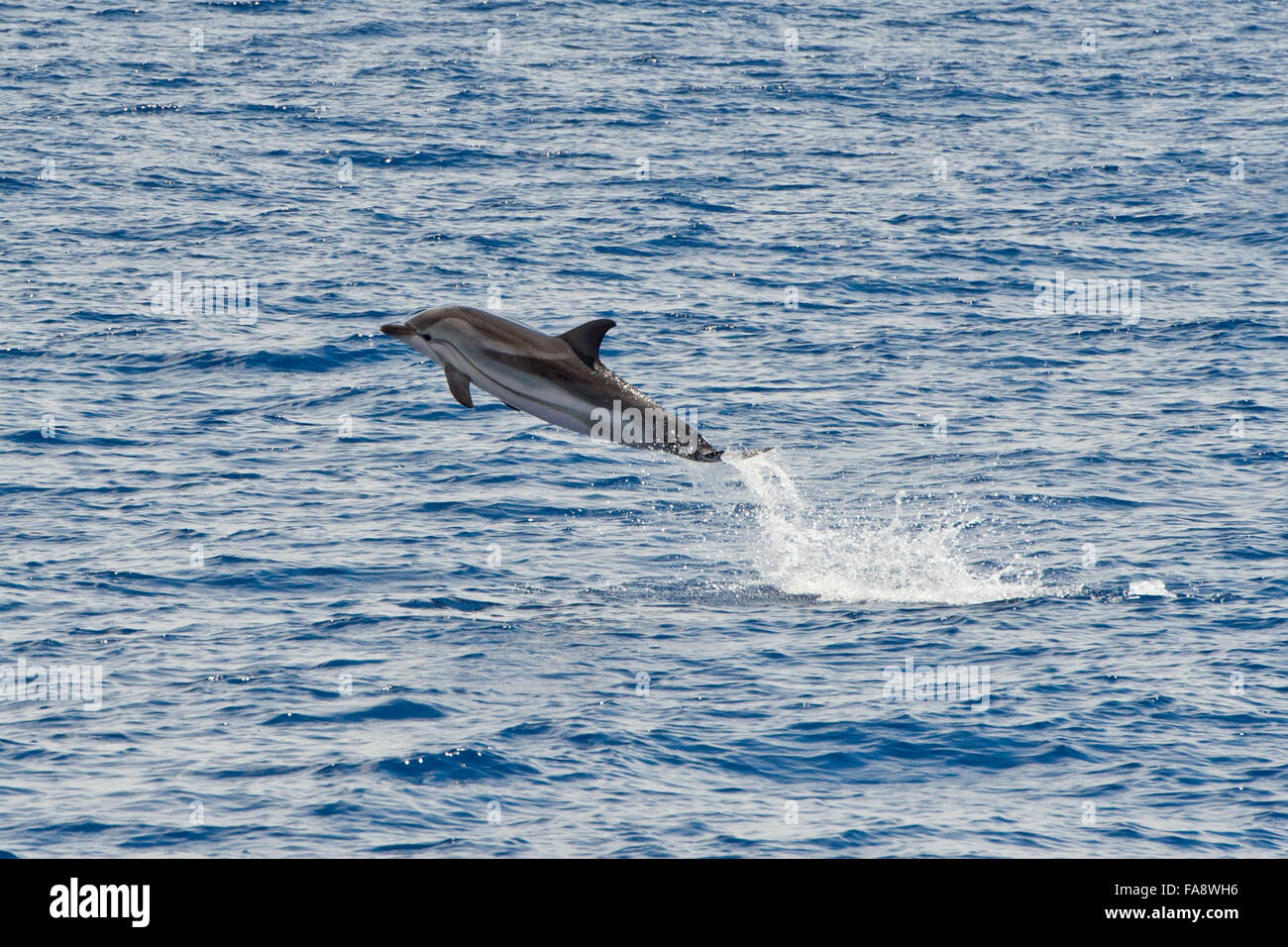 Striped Dolphin, Stenella coeruleoalba, breaching high in the air, Azores, Atlantic Ocean. Stock Photo