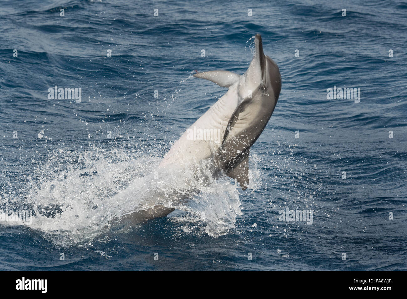 Hawaiian/Grays Spinner Dolphin, Stenella longirostris, spinning, Maldives, Indian Ocean. Stock Photo