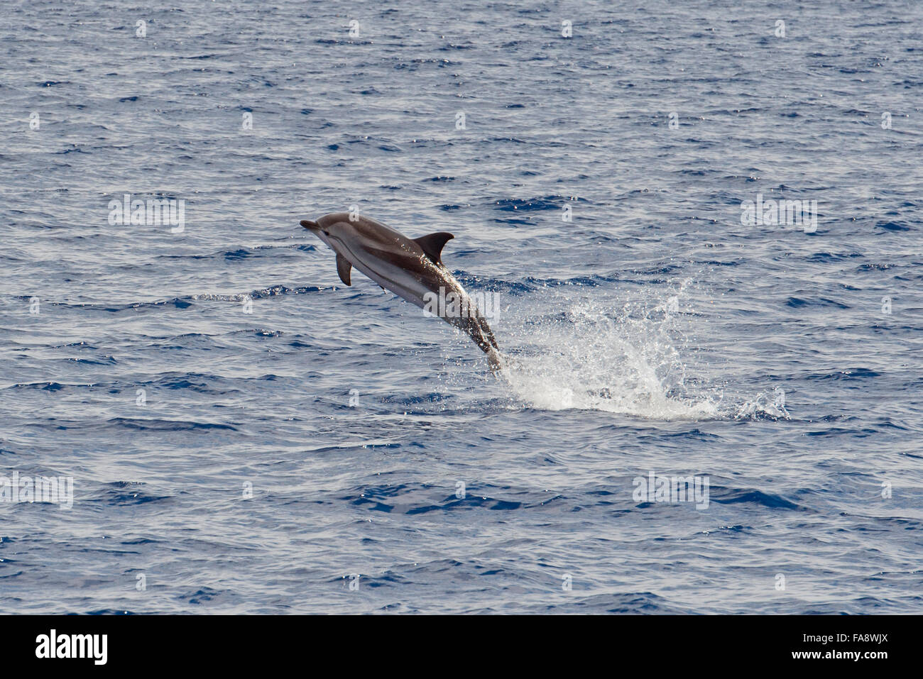 Striped Dolphin, Stenella coeruleoalba, breaching high in the air, Azores, Atlantic Ocean. Stock Photo