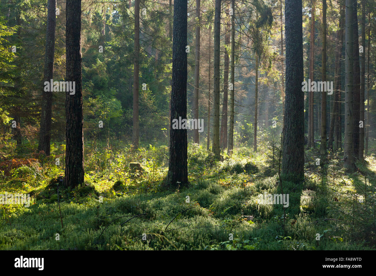 Autumnal morning with sunbeams entering forest among pine and spruce trees,Bialowieza Forest,Poland,Europe Stock Photo