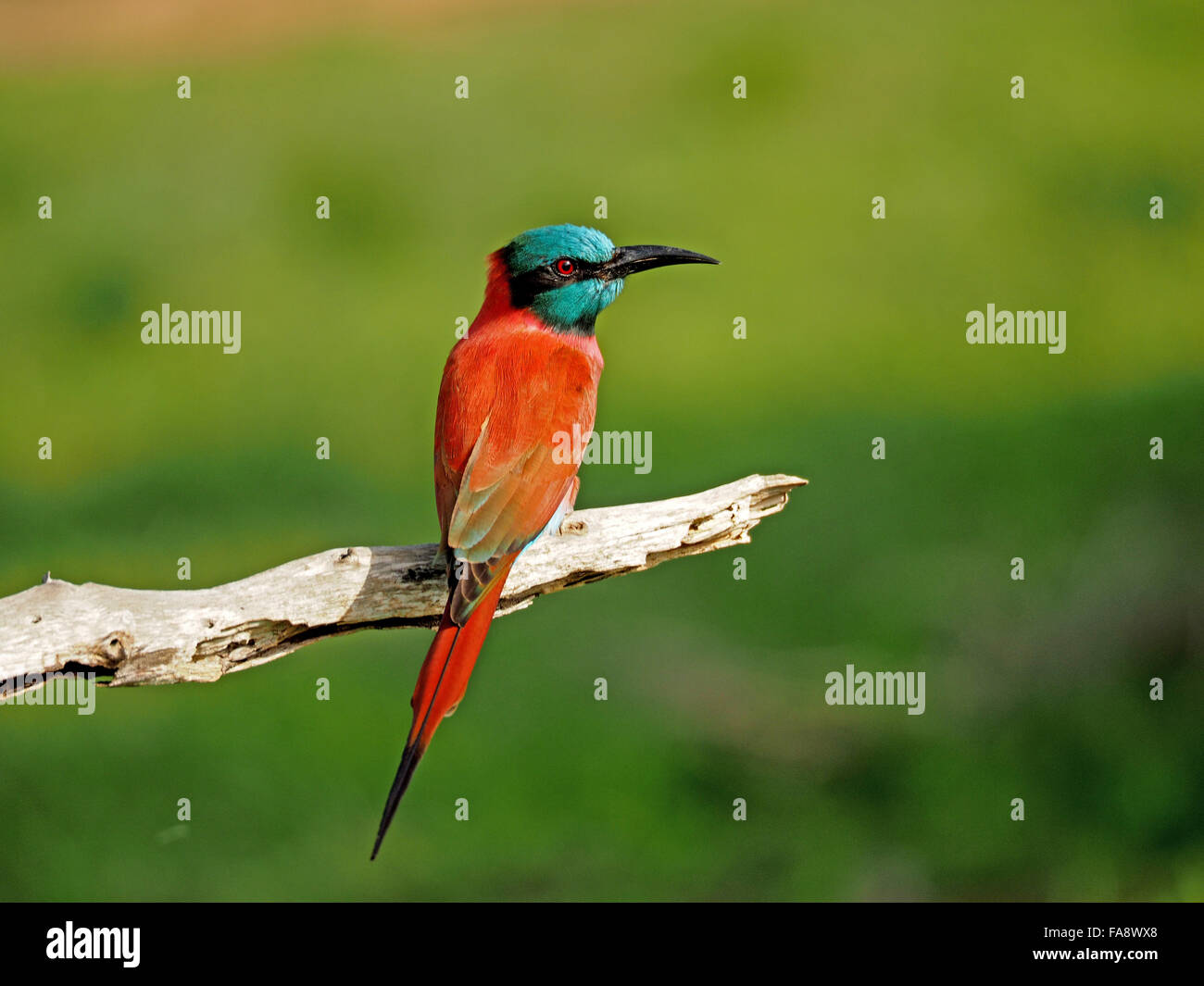 jewel-like beautiful Northern Carmine Bee-Eater (Merops Nubicus ...