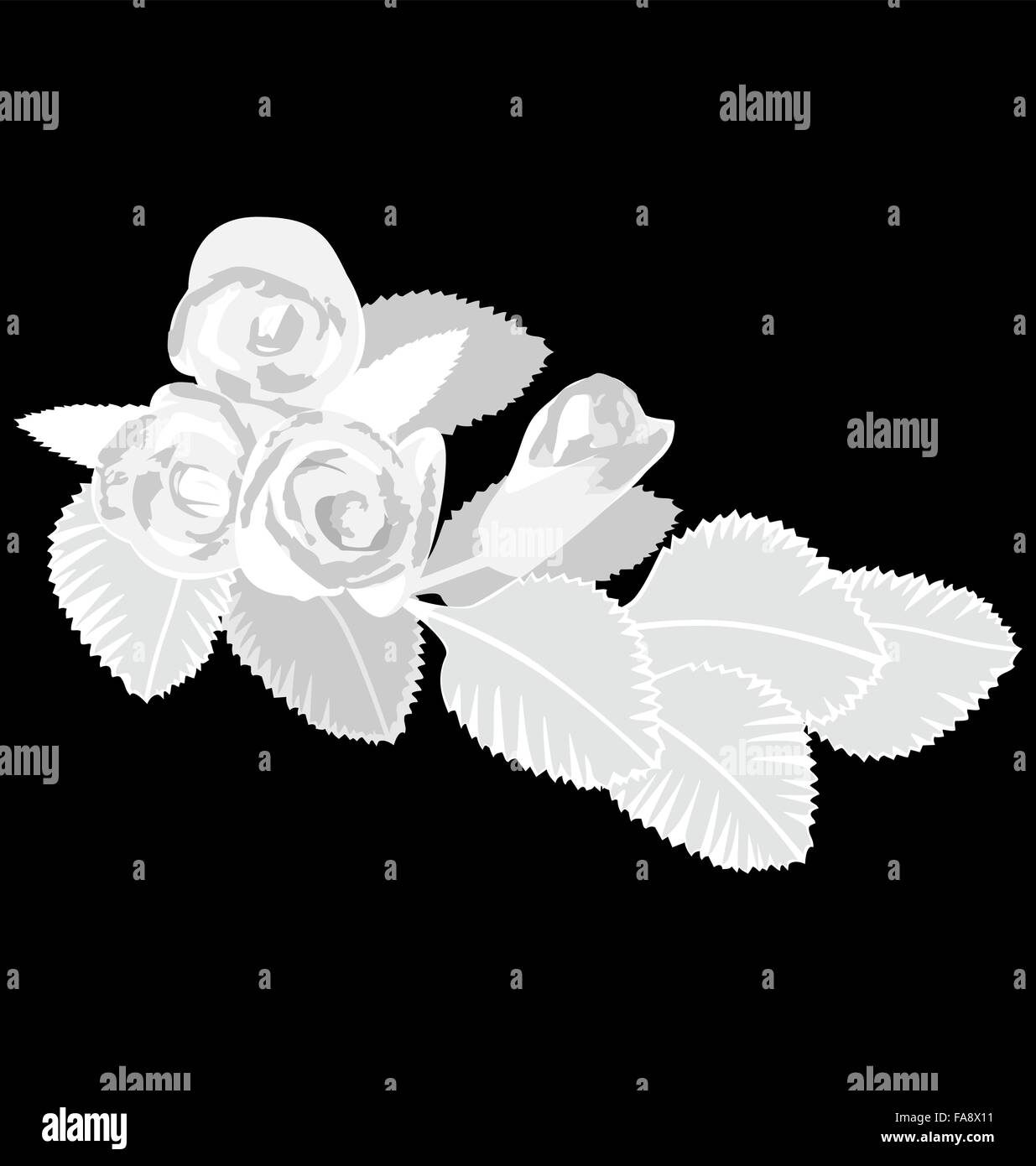 White roses isolated on black Stock Vector Image & Art - Alamy