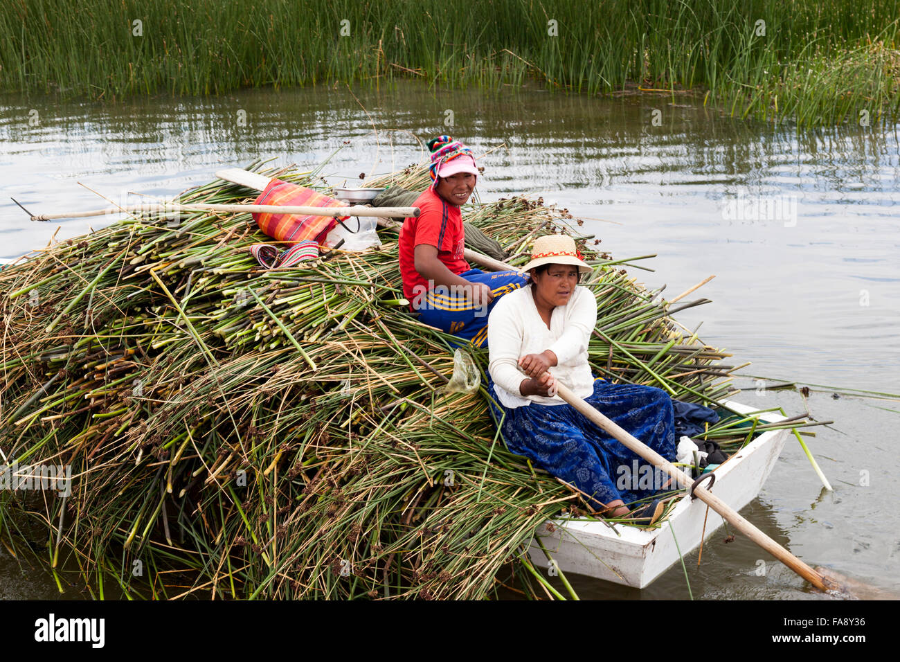 Totoro Reeds Harvested totora reeds being transported on a rowing boat on Lake ...