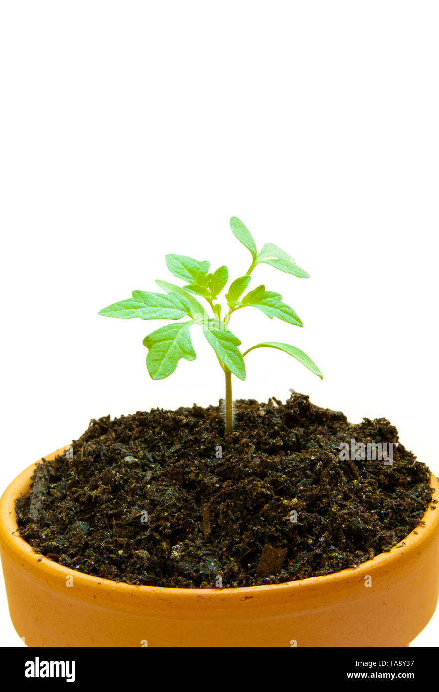 a clay pot growing a tomato plant Stock Photo Alamy