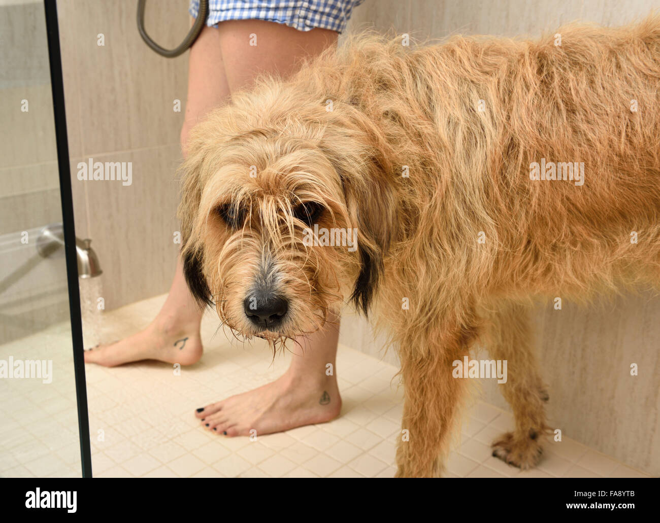 Dry worried dog in shower stall waiting for warm water for a wash Stock Photo