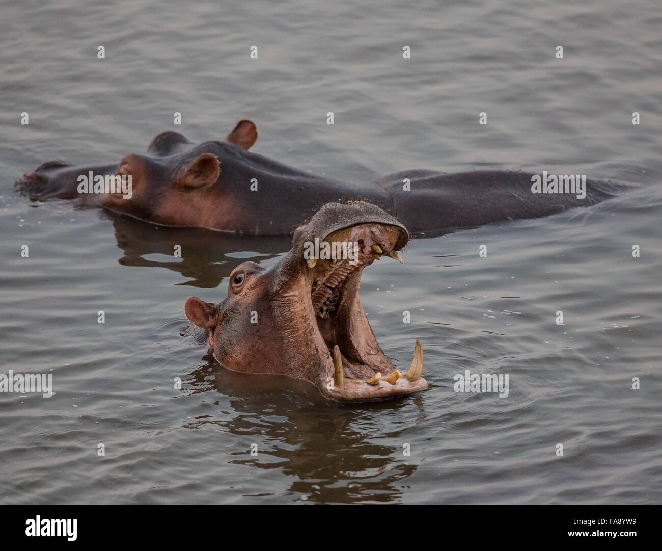 Hippopotamus predator hires stock photography and images Alamy