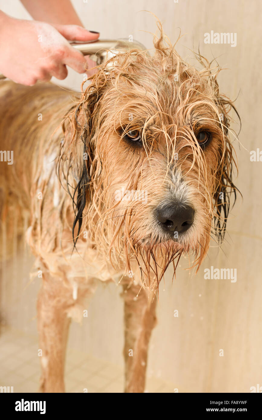 Woman shampooing and rinsing a shaggy dog in a home shower stall Stock Photo