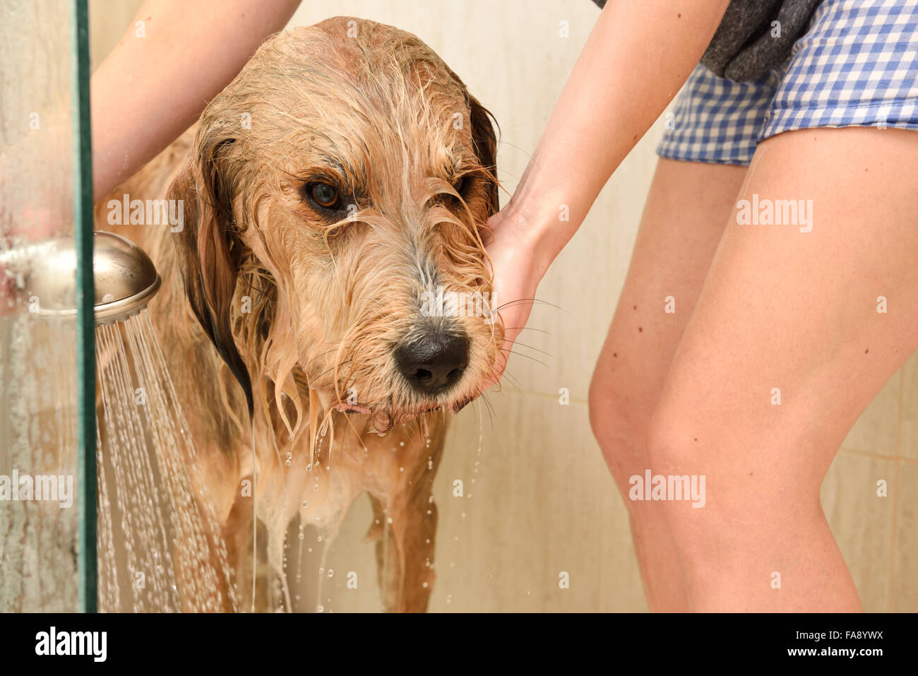 Young woman rinsing shampoo from a shaggy dog in a home shower stall Stock Photo
