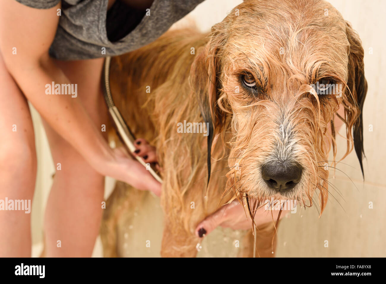 Young woman rinsing shampoo from a resigned longhaired dog in a home shower stall Stock Photo