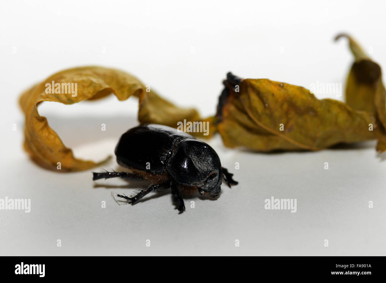 Dung beetle, Dung Beetle (Copris sp.) scarab, antic symbol of the ongoing transformation of existence.Morning sun Stock Photo
