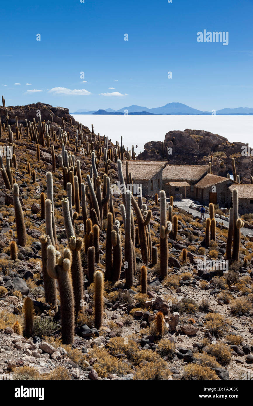 Large cacti on Isla Incahuasi, Inkawasi or Inka Wasi, island in the Salar de Uyuni salt flat, Bolivian Altiplano, Bolivia Stock Photo