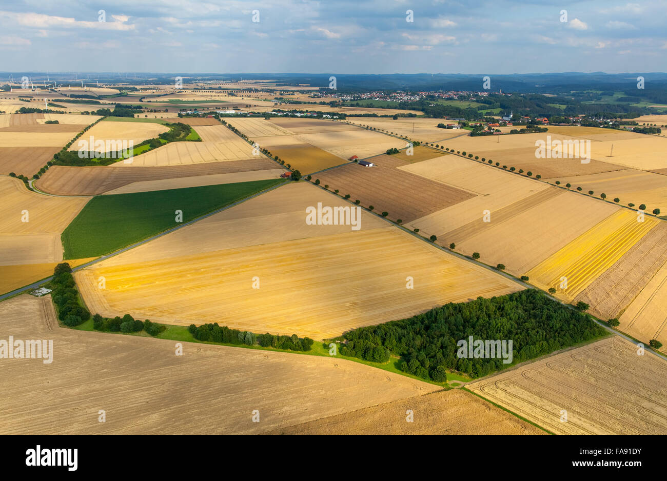 Agriculture, cornfields, Soester Plain, cornfields at Altenrüthen, Rüthen, Kreis Soest, Sauerland, North Rhine Westphalia, Stock Photo