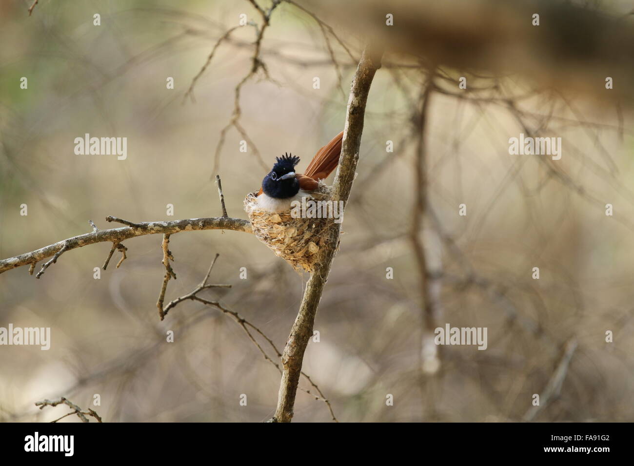bird in nest Stock Photo