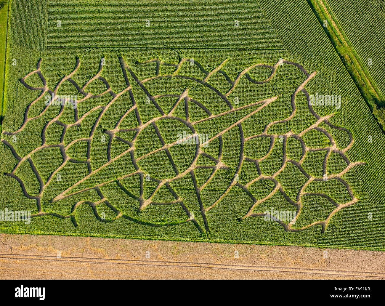 Corn maze in the shape of a compass rose, maize art, maze, vegetable farm Eickhoff in Soest, Soest, Soest Börde, Bad Sassendorf, Stock Photo