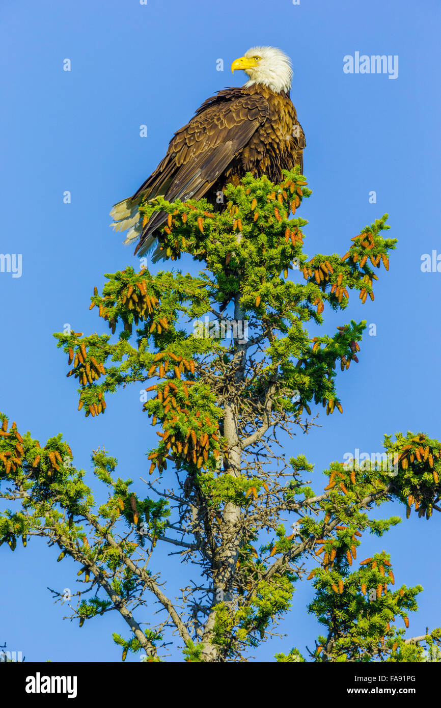Bald Eagle, Jasper National Park Stock Photo Alamy