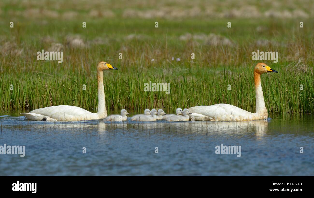 Whooper swans (Cygnus cygnus), breeding couple with cygnets, Southern Region, Iceland Stock Photo