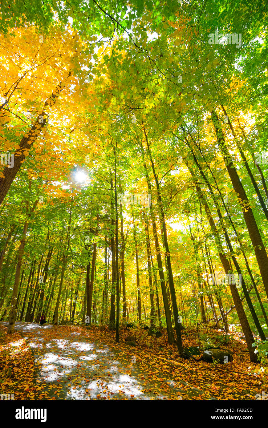 Sunny woods hi-res stock photography and images - Alamy