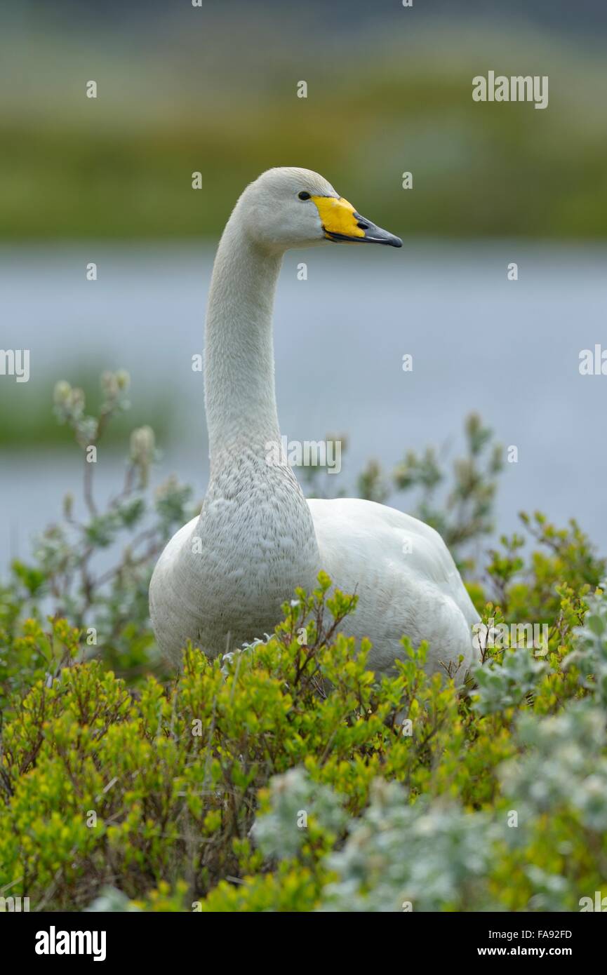 Whooper swan (Cygnus cygnus), standing in Arctic willow (Salix arctica), Southern Region, Iceland Stock Photo