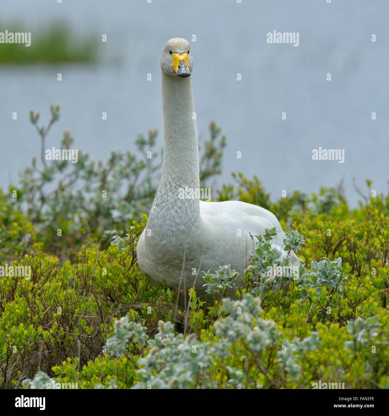 Whooper swan (Cygnus cygnus), standing in Arctic willow (Salix arctica), Southern Region, Iceland Stock Photo