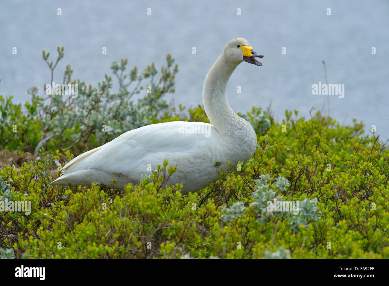Whooper swan (Cygnus cygnus), standing in Arctic willow (Salix arctica), calling, Southern Region, Iceland Stock Photo