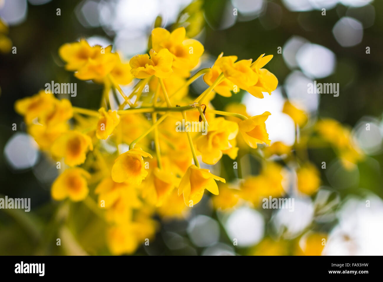 Dendrobium chrysotoxum Lindl, yellow orchid Stock Photo