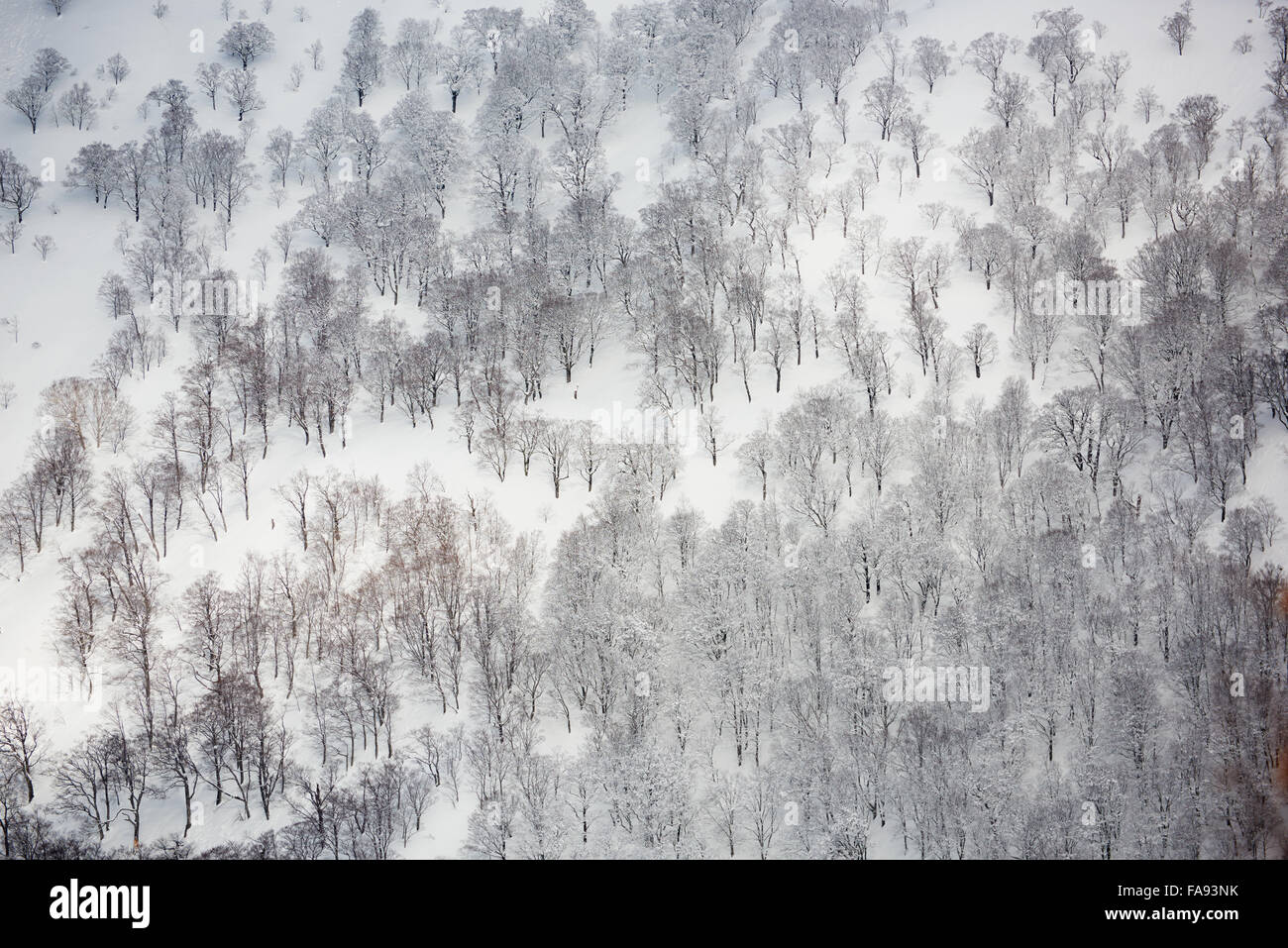 Trees covered in snow, Gifu Prefecture, Japan Stock Photo
