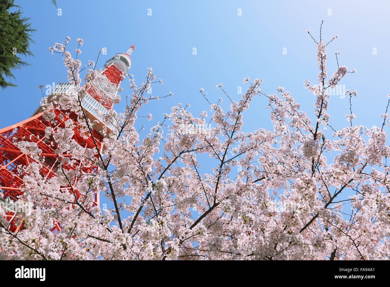 Cherry blossoms in full bloom and Tokyo Tower Stock Photo - Alamy