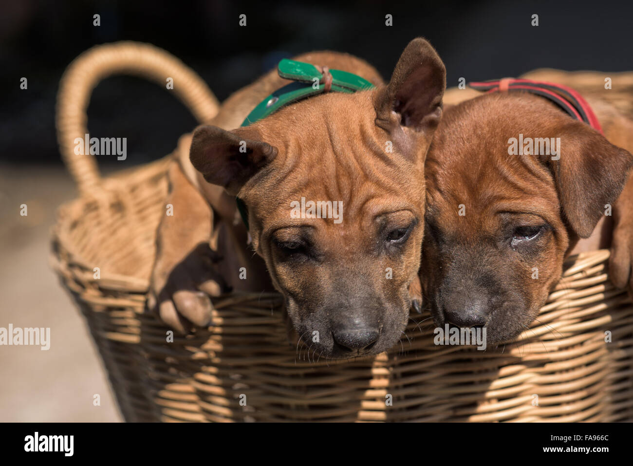 How Did Dogs Mans Best Friend