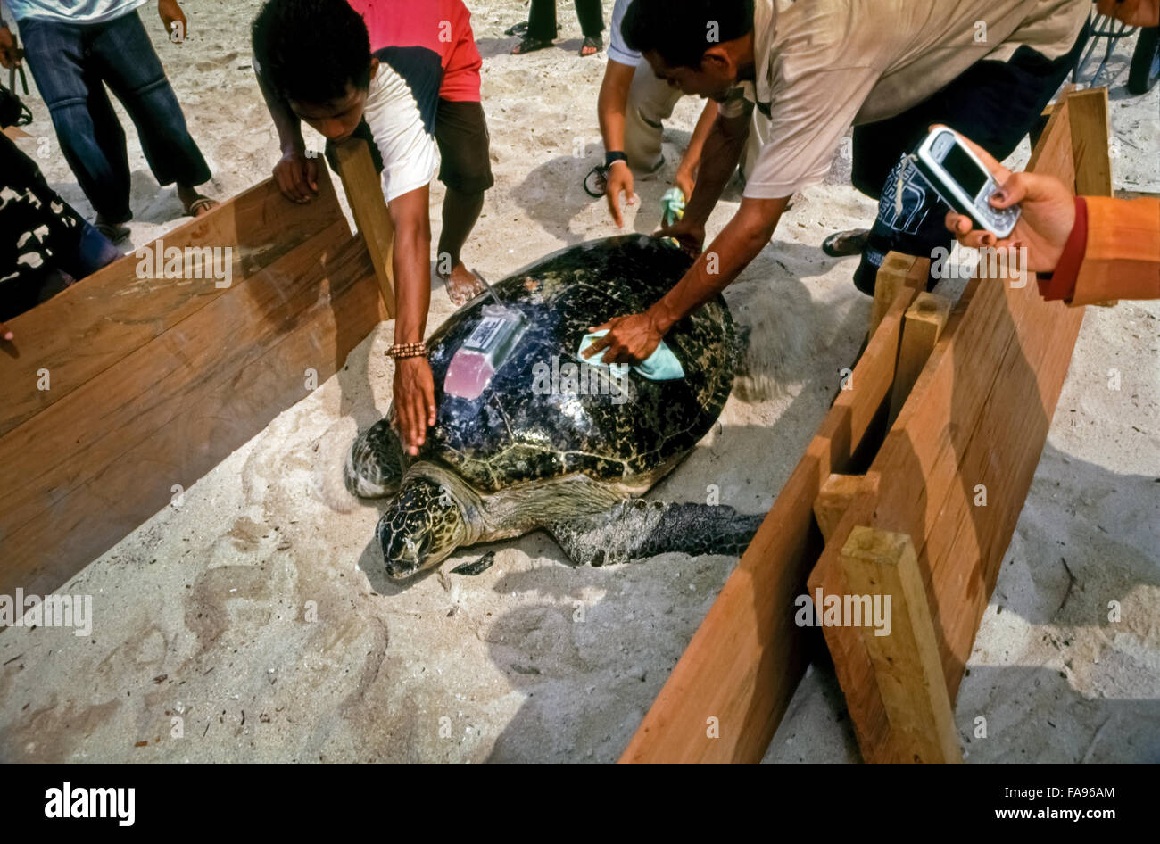 Conservationists taking care of a green turtle with transmitter on its shell. Stock Photo