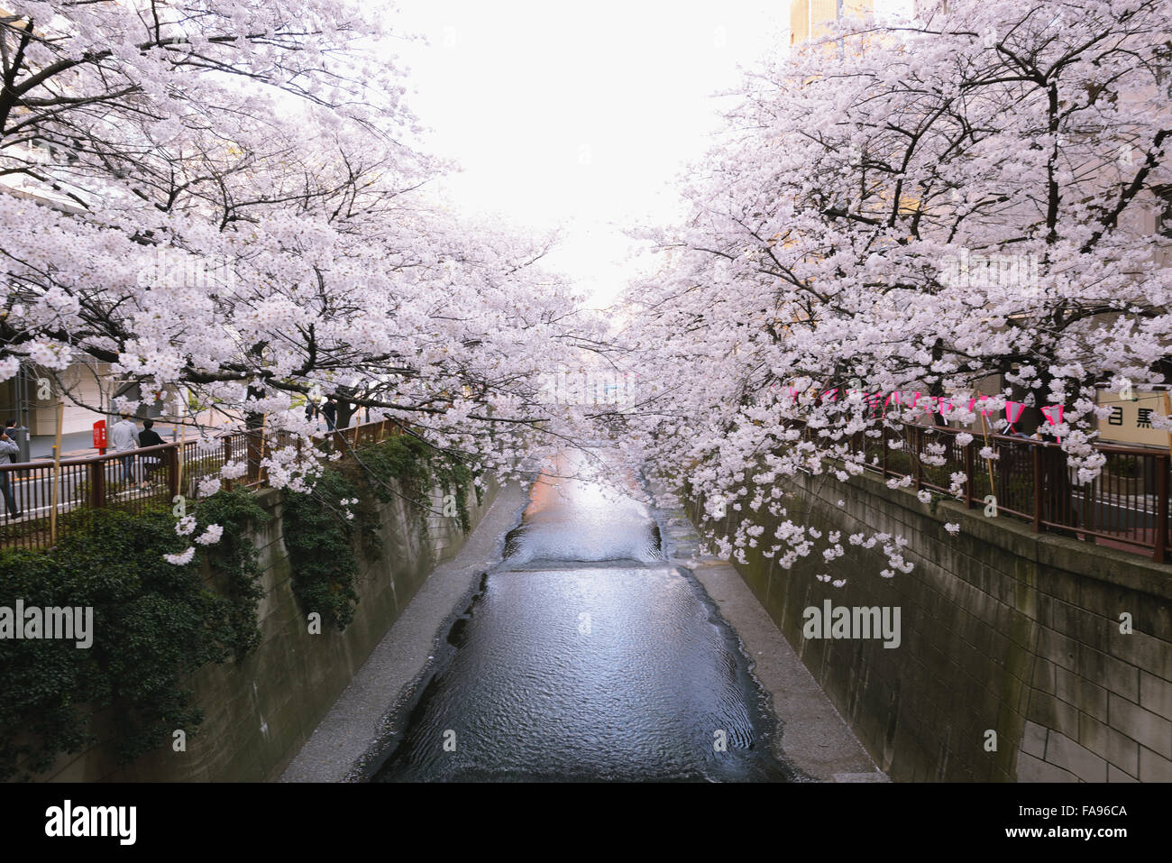 Cherry blossoms in full bloom at Meguro river, Tokyo, Japan Stock Photo