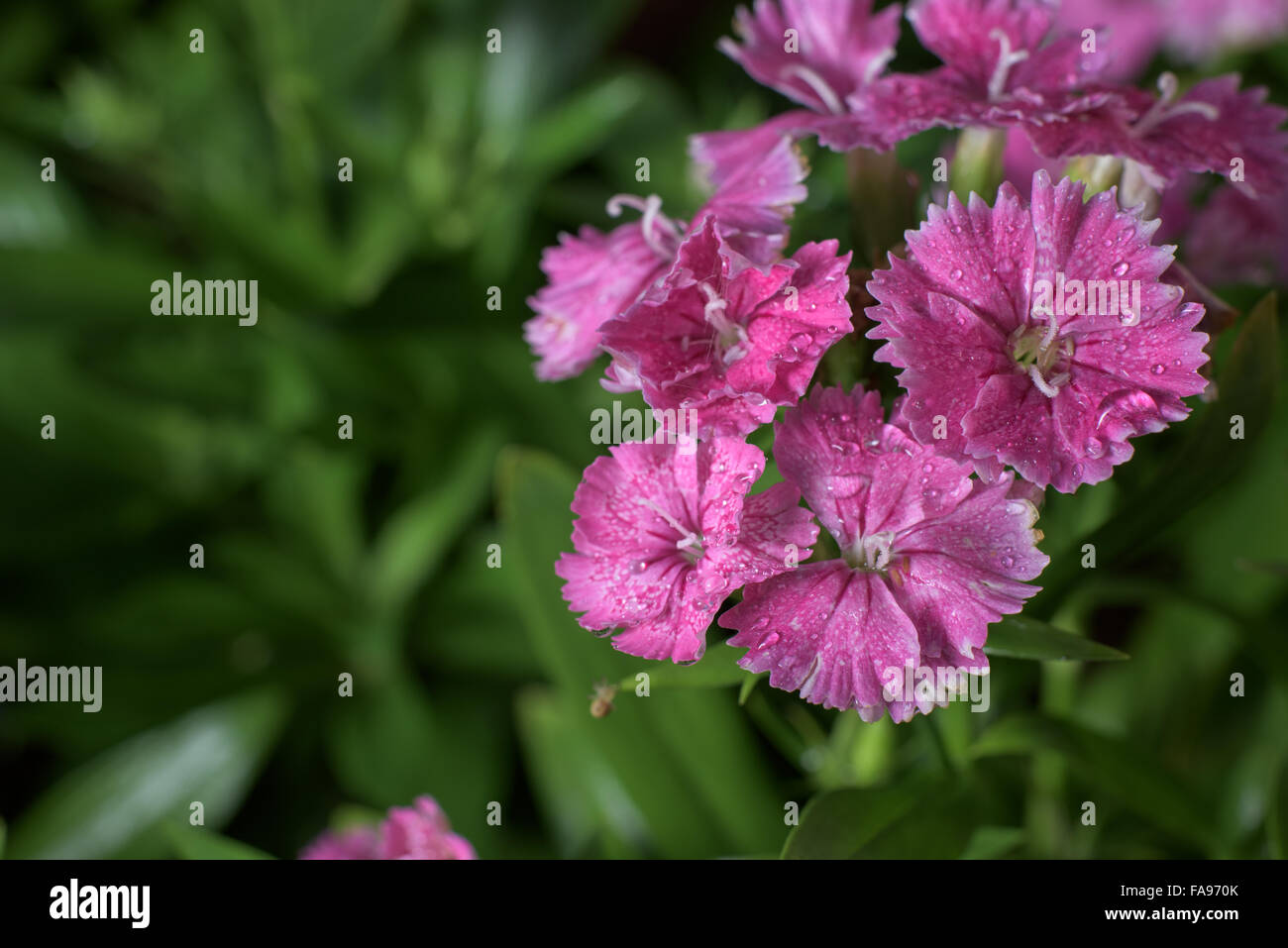 Flowers Play Diverse Role In Human Life Representing A Unique Meaning Stock Photo Alamy