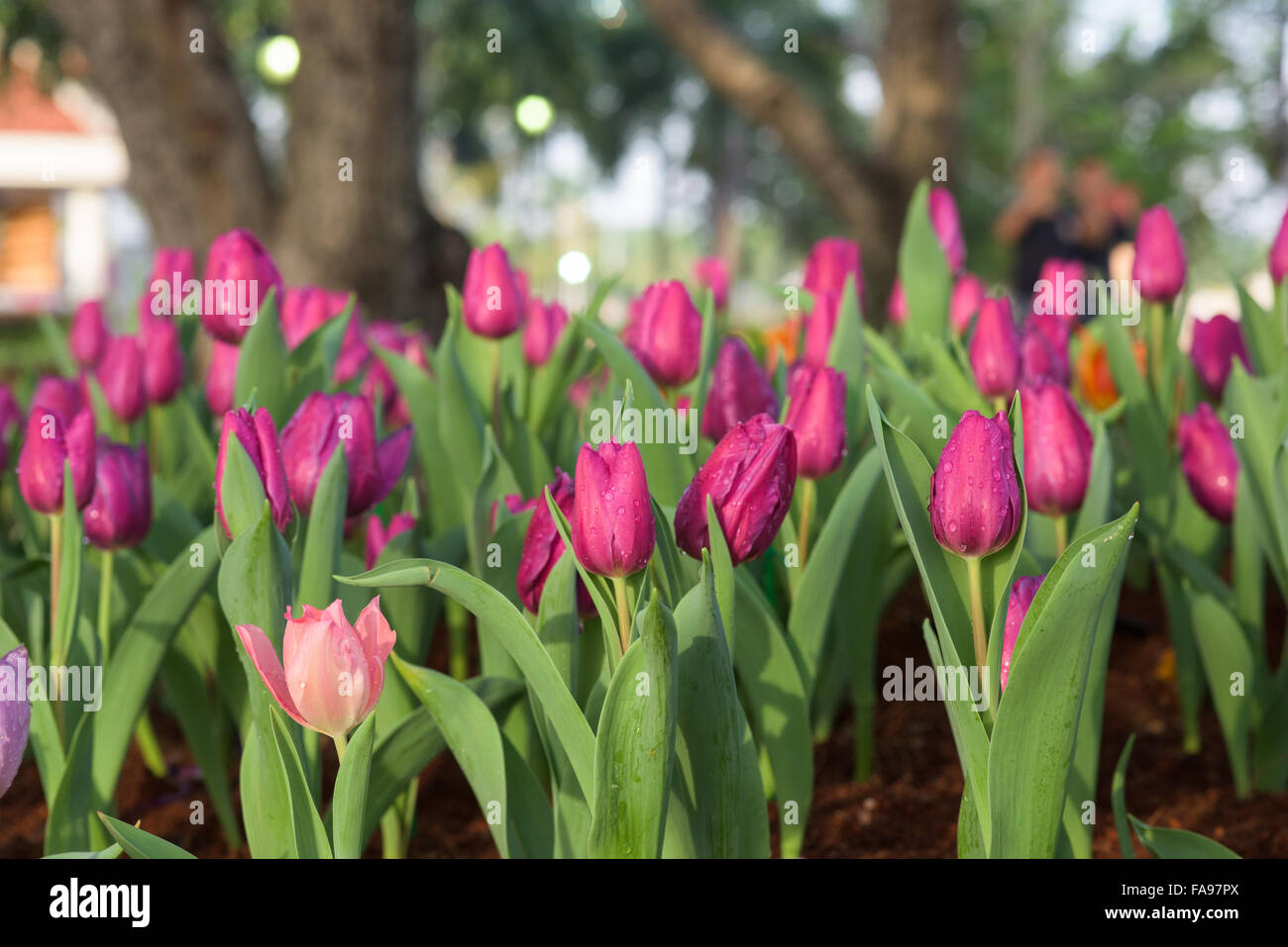 Flowers play diverse role in human life representing a unique meaning