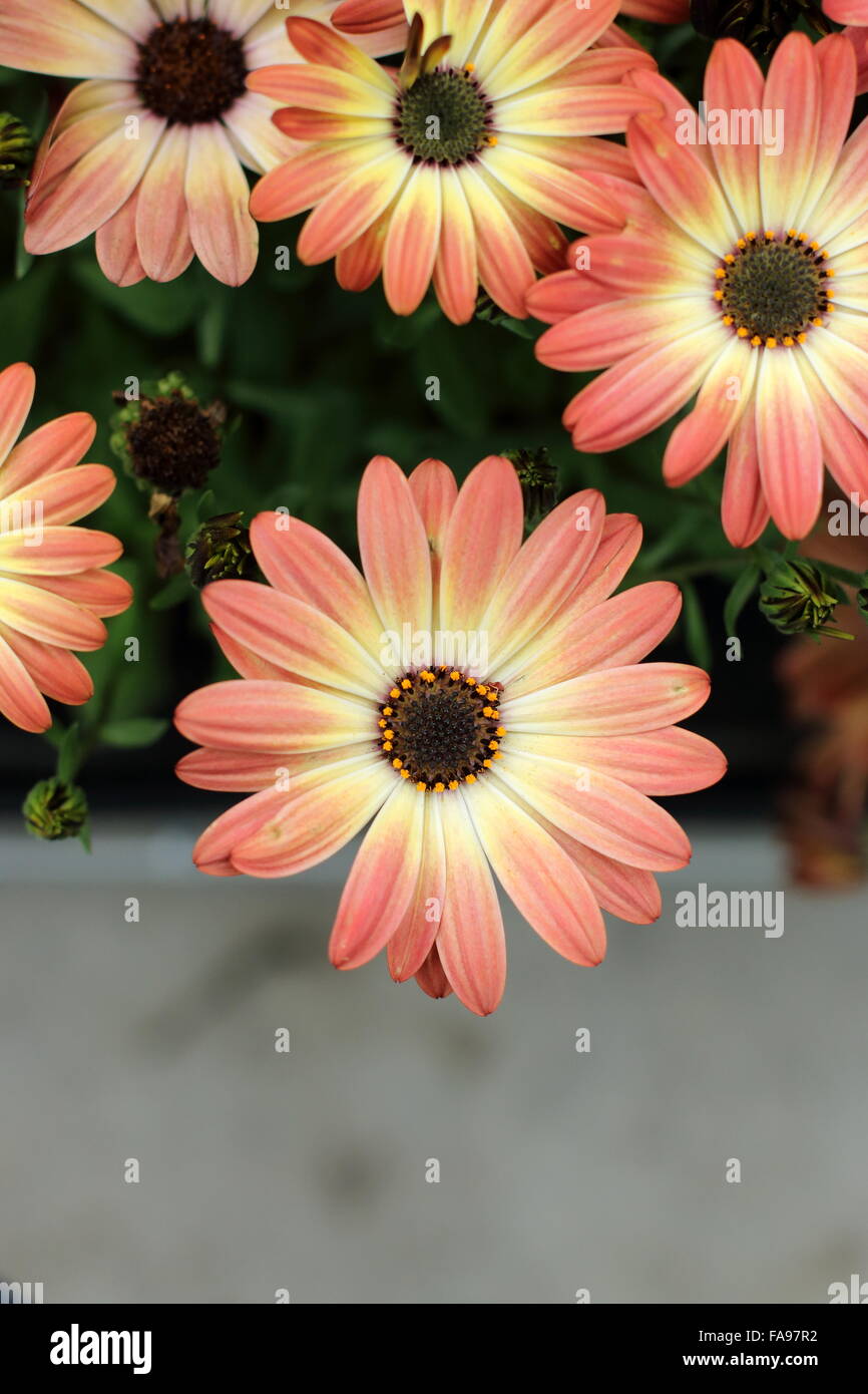 Osteospermum ecklonis or known as African Sunset Stock Photo