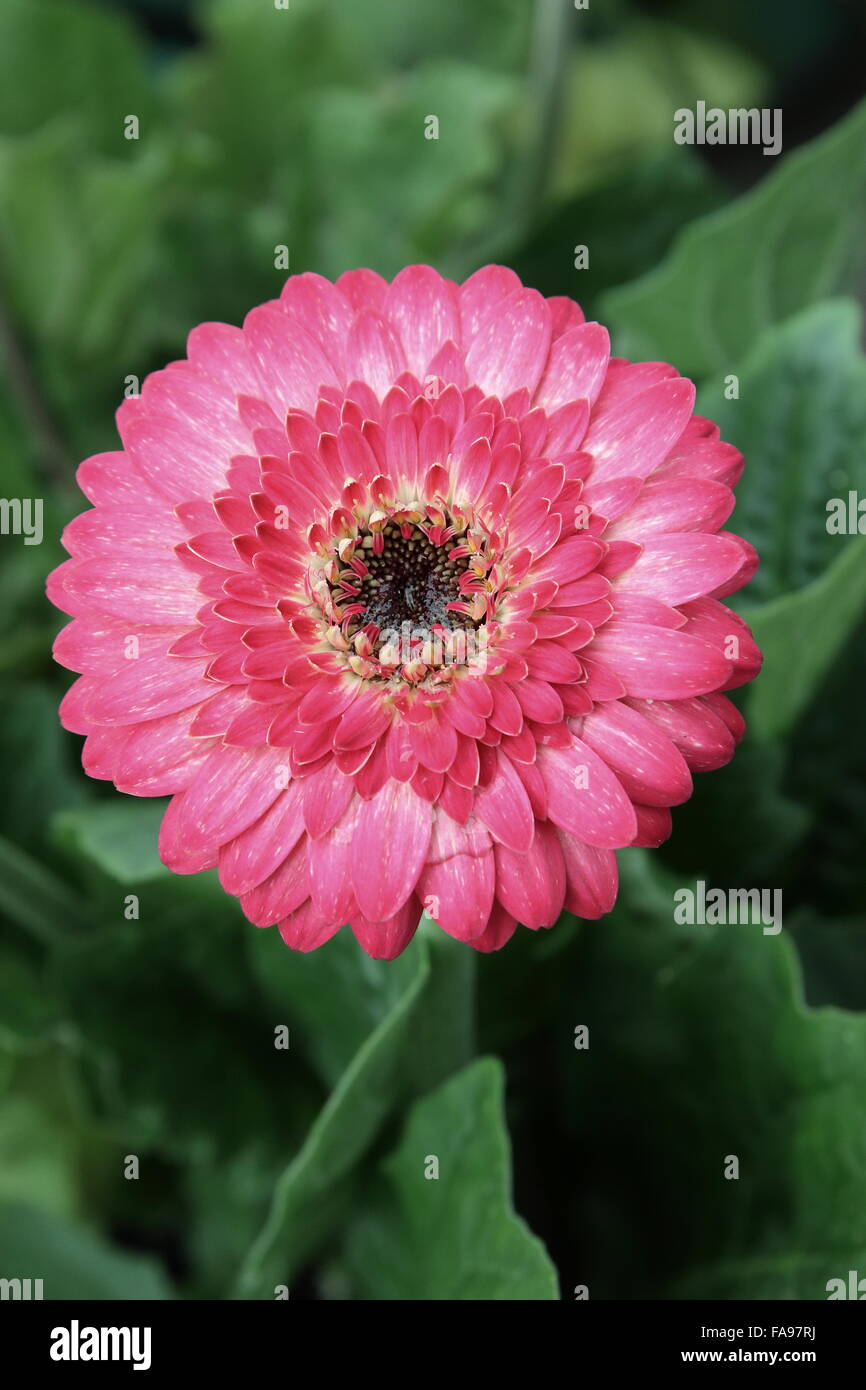 gerbera, daisy, daisies, blooming daisy, blooming Stock Photo Alamy