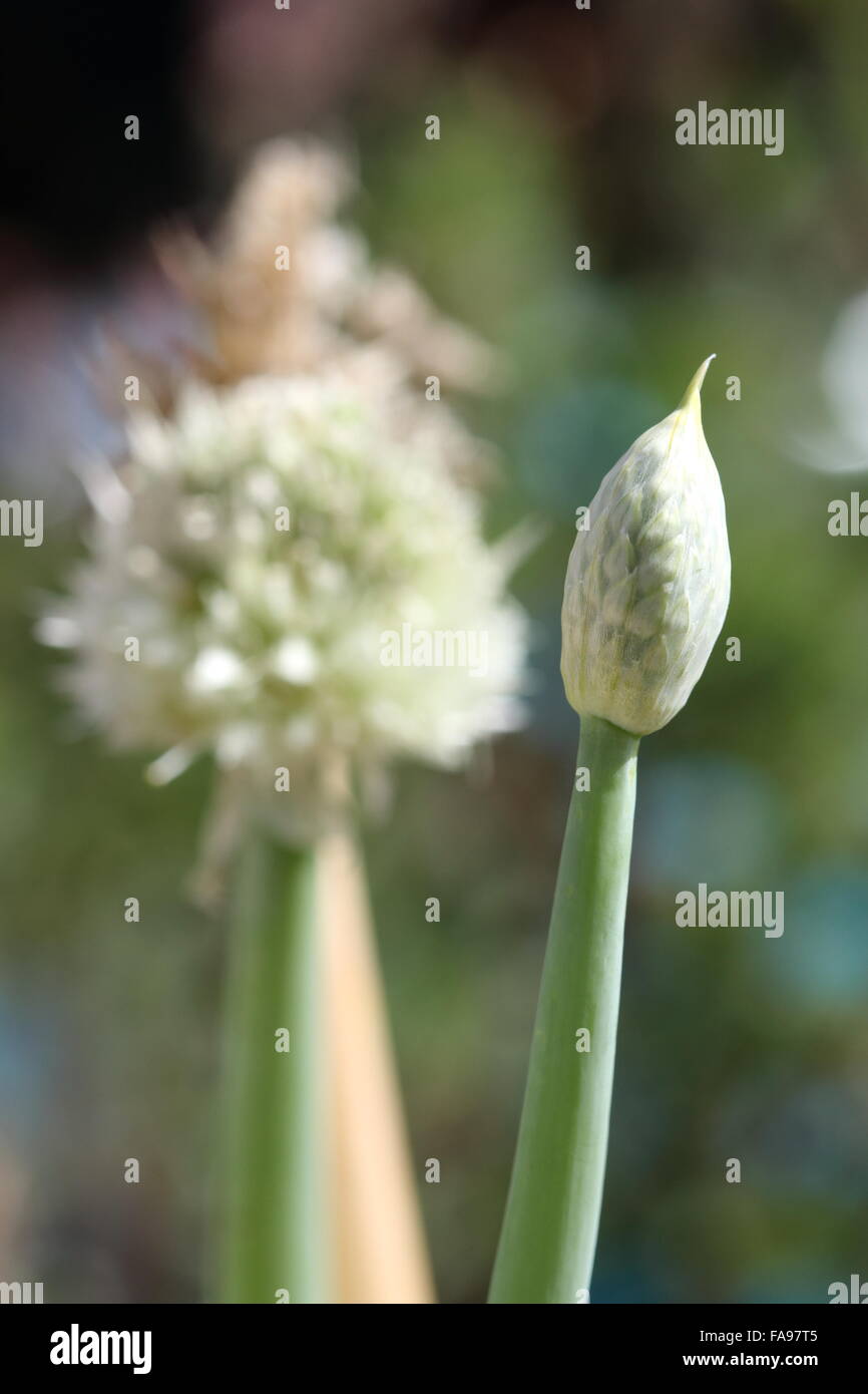 Close up of unopened spring onion flower Stock Photo Alamy