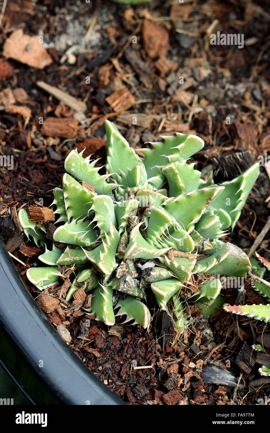 Close up of Tiger Jaws, Shark's Jaws succulent plant or known as Faucaria tigrina Stock Photo