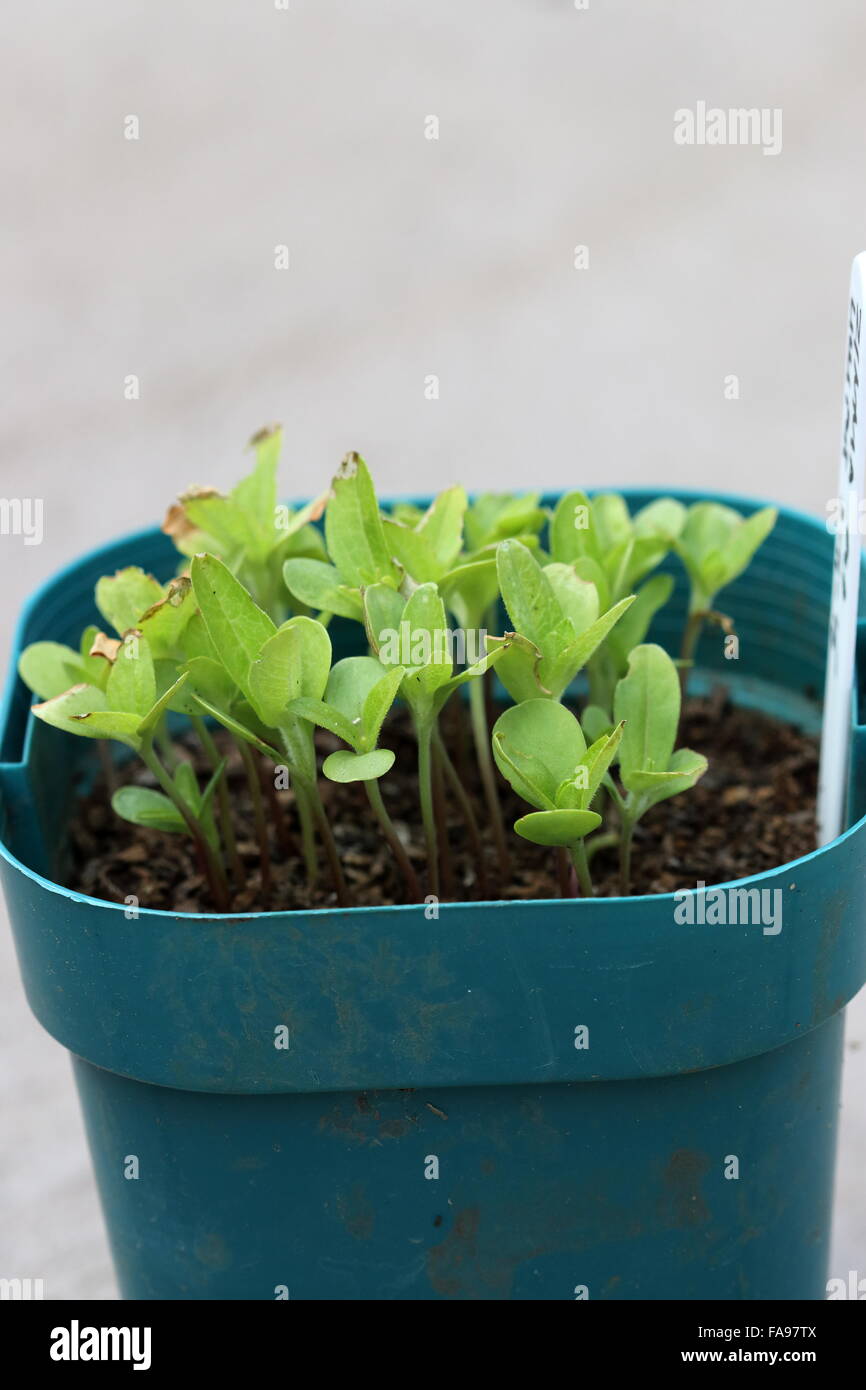 Lush Zinnia Seedlings Photo Nature Lush Zinnia Seedlings Photo Nature