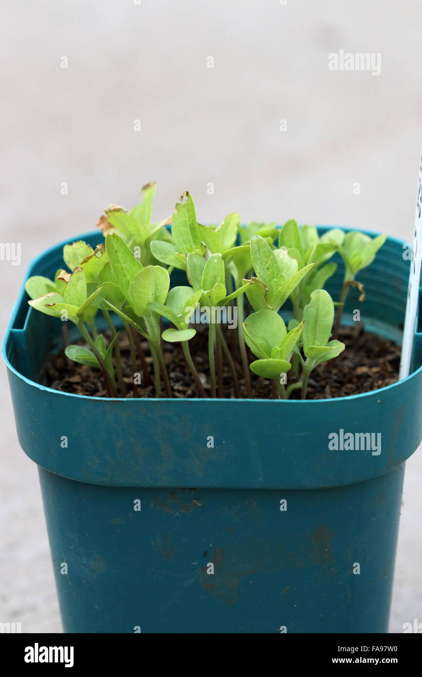 Zinnia Lilliput seeds germinating Stock Photo