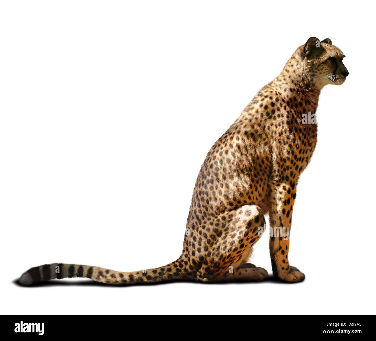 Young adult cheetah over white background Stock Photo