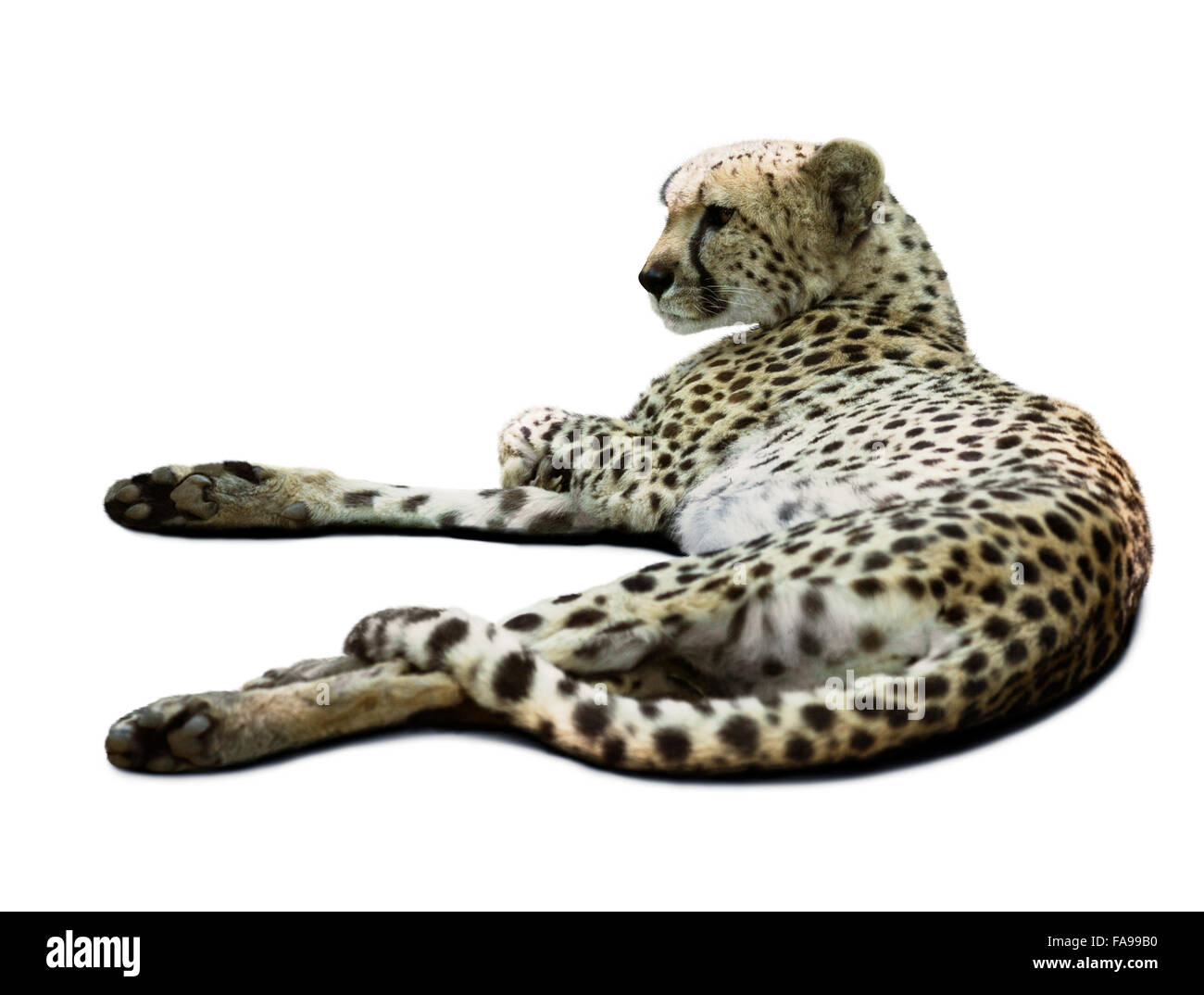 Young adult cheetah over white Stock Photo