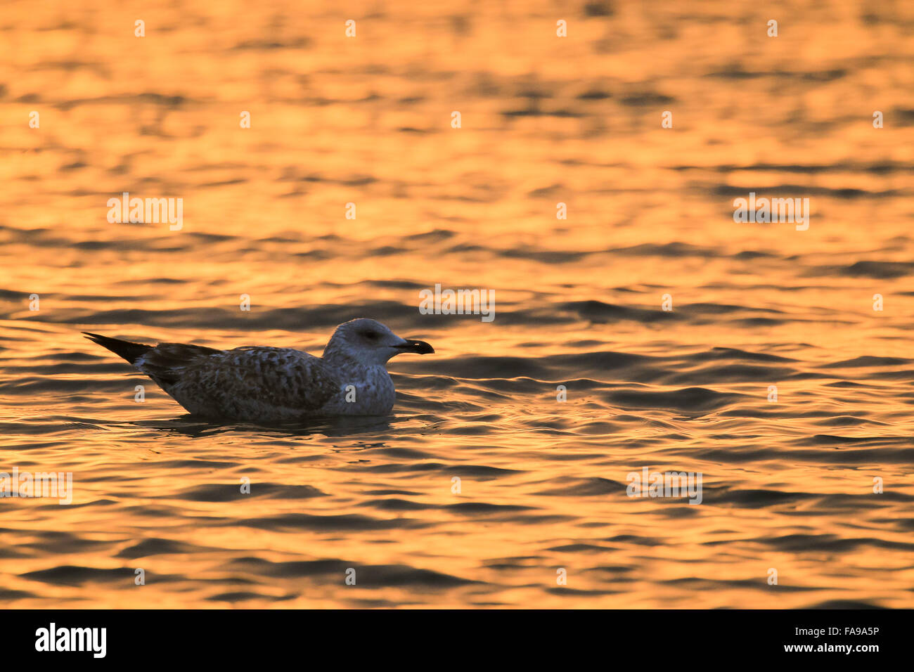 Herring gull swimming in the sea in orange morning light Stock Photo
